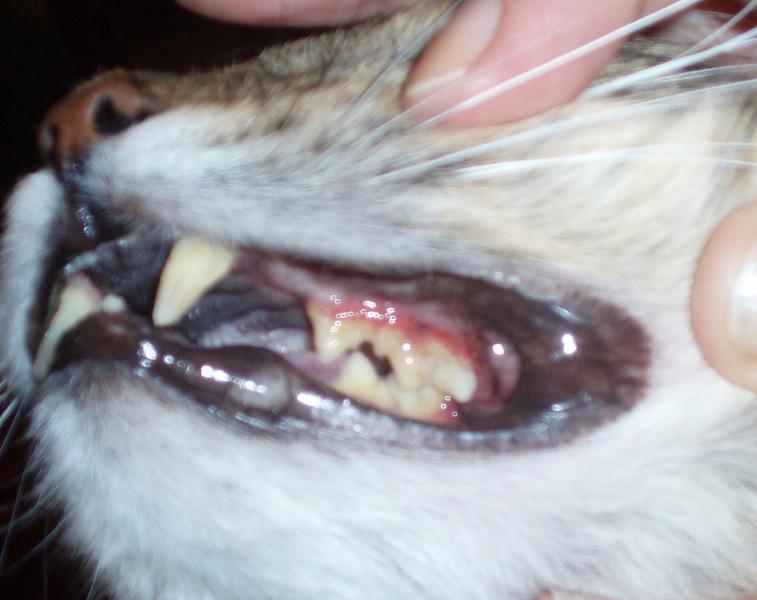 Язвенный гингивит у кота - PA182489.JPG