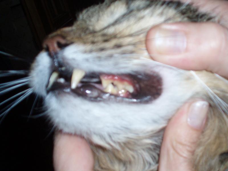 Язвенный гингивит у кота - PA182490.JPG