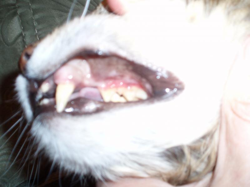 Язвенный гингивит у кота - PA182483.JPG