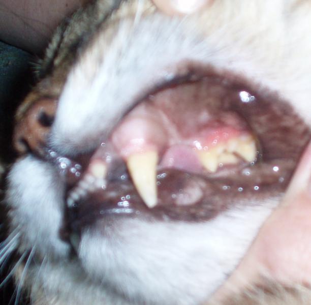 Язвенный гингивит у кота - PA192494.JPG