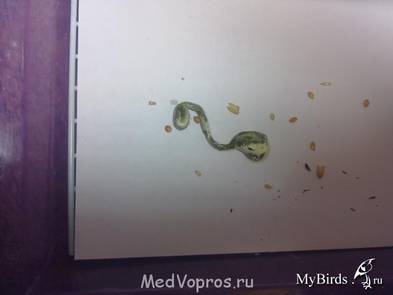 Образование у попугая - 08112011434.jpg