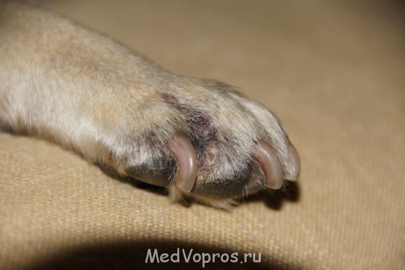 Межпальцевый дерматит у мопса - DSC07478.JPG