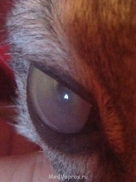 Кот обессилел - image.jpg