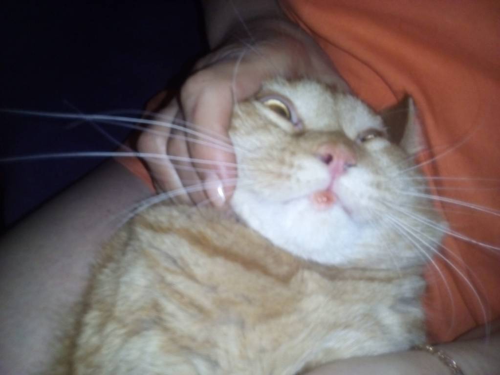 Болячка под губой у котенка - IMG_20160830_195338.jpg