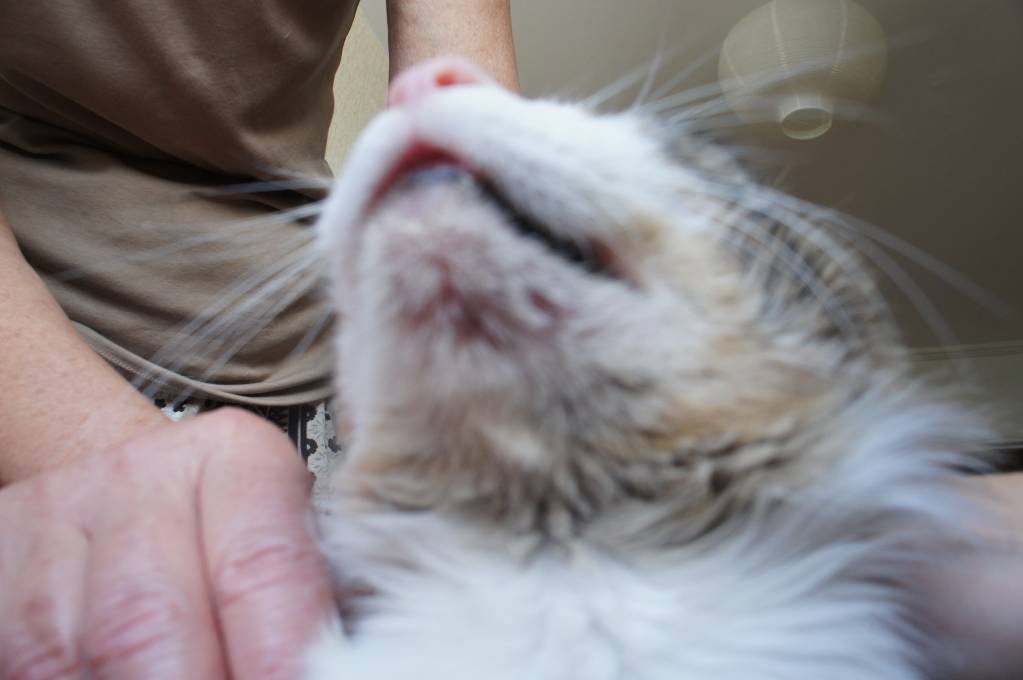 Отек подбородка у кота - -nB6UkrY8Ok.jpg