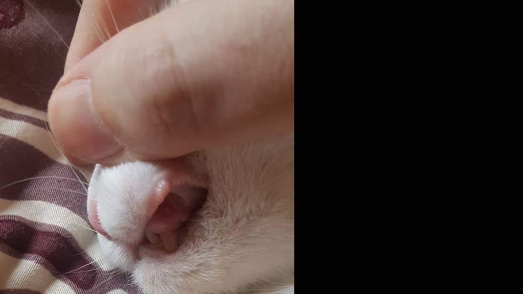 Язва на клыке у кошки - 20170405_081546[1].jpg