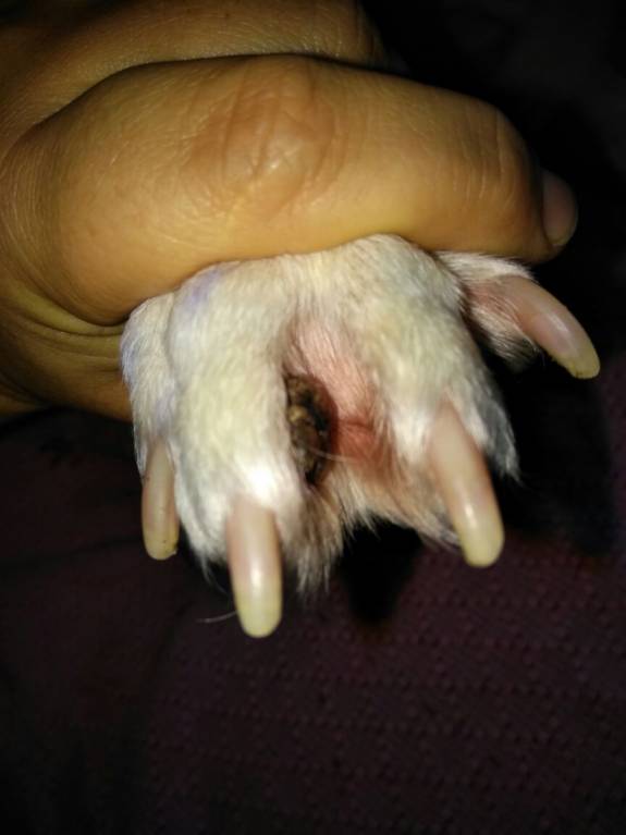 Нарост между пальцами у собаки - лакки.jpg