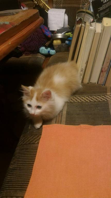 Акне у котёнка - P_20170908_224547_1_p.jpg