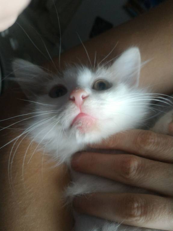 Акне у котёнка - P_20170917_141505_1_p.jpg