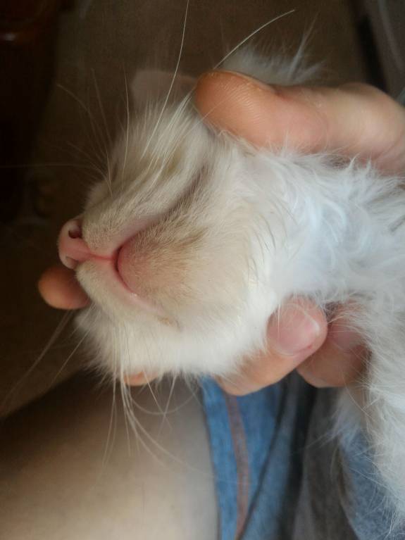 Акне у котёнка - P_20170923_152323_1_p.jpg