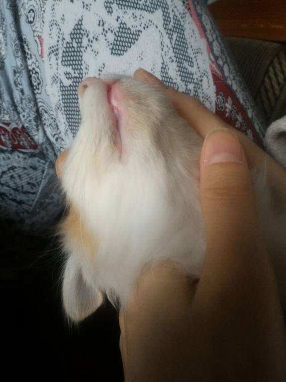 Акне у котёнка - P_20171001_160511_p.jpg