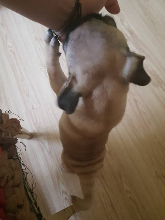 мопс не держит хвост - 20171018_124501.jpg