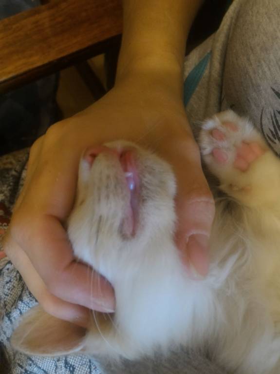 Акне у котёнка - P_20171007_152500_p.jpg