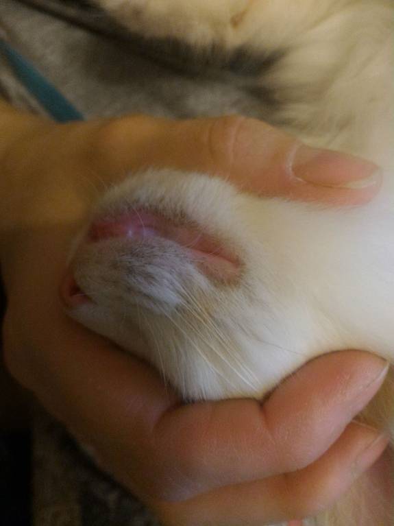 Акне у котёнка - P_20171007_152543_1_p.jpg