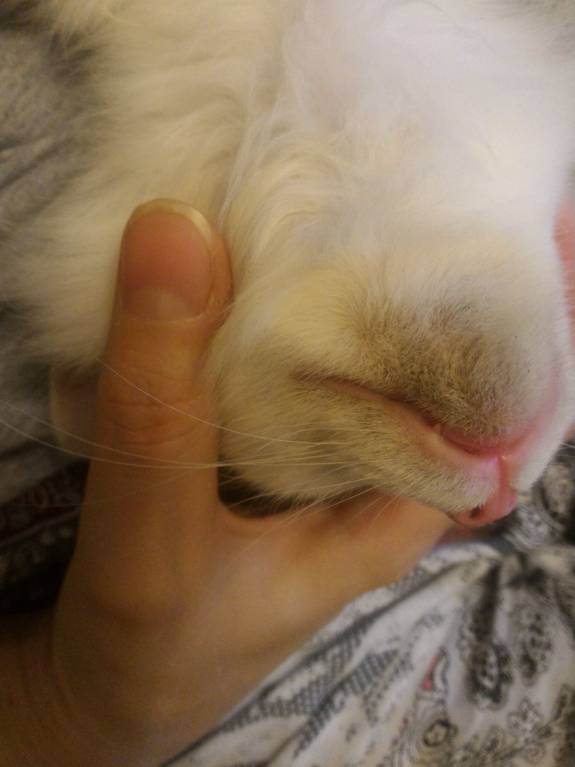 Акне у котёнка - P_20171007_152626_1_p.jpg