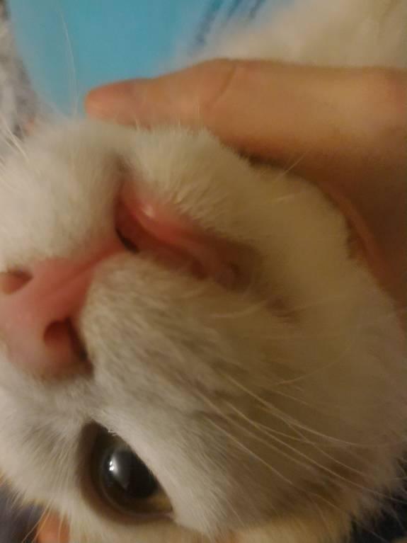 Акне у котёнка - P_20171105_170558_p.jpg