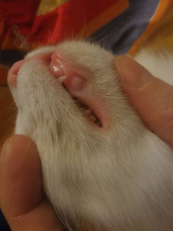 Акне у котёнка - P_20171105_170631_1_p.jpg