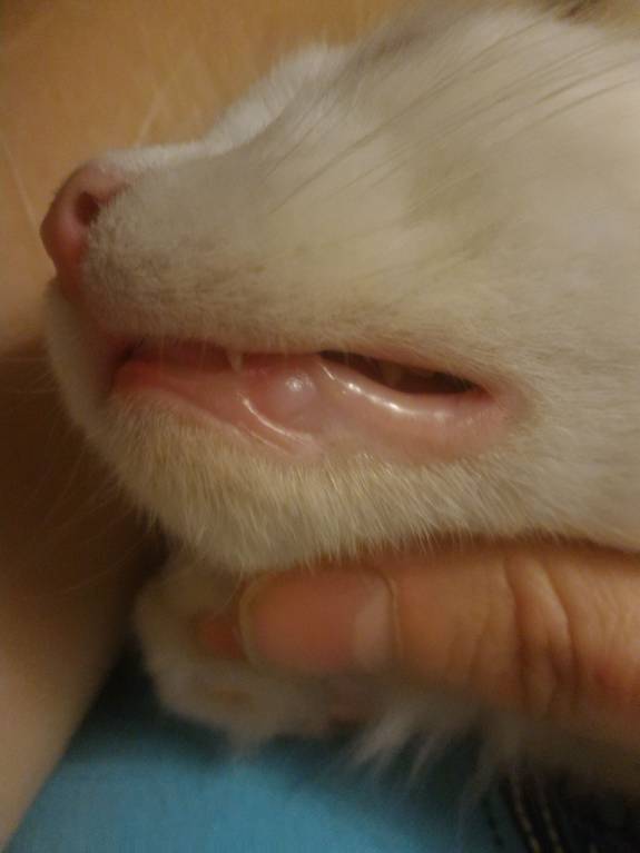 Акне у котёнка - P_20171105_171122_1_p.jpg