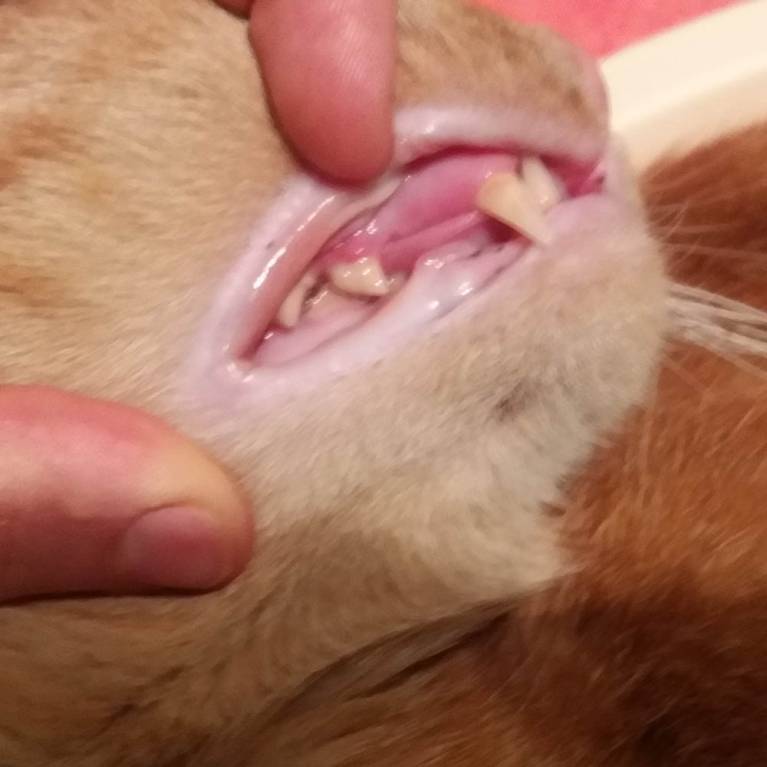 У кота болят и гниют зубы - 20180122_225215.jpg