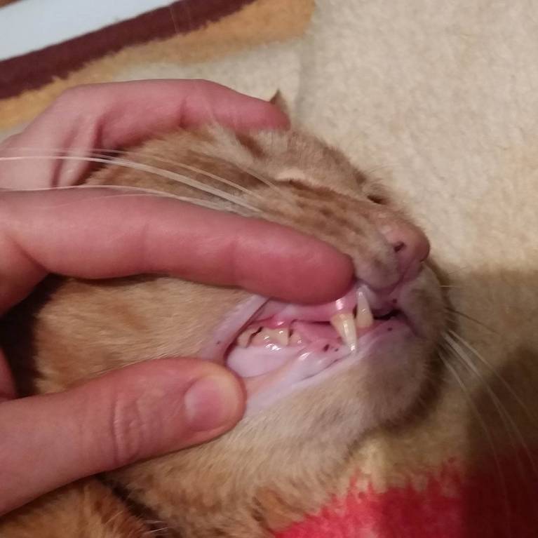 У кота болят и гниют зубы - 20180123_015817.jpg