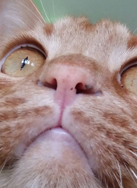 У кота болят и гниют зубы - 20180418_095724-2.jpg