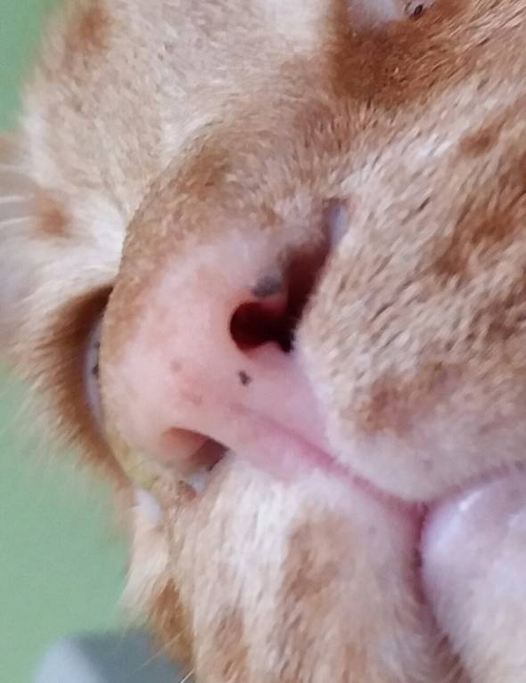 У кота болят и гниют зубы - 20180418_095720-1.jpg