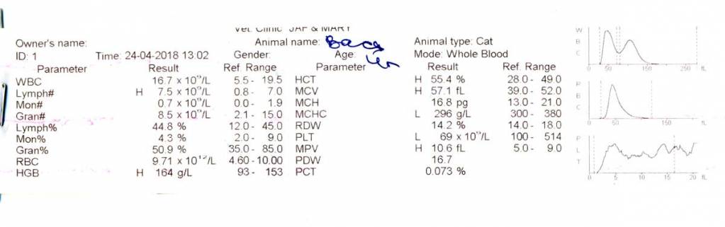 У кота болят и гниют зубы - vasya1.jpg