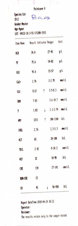 У кота болят и гниют зубы - vasya2.jpg