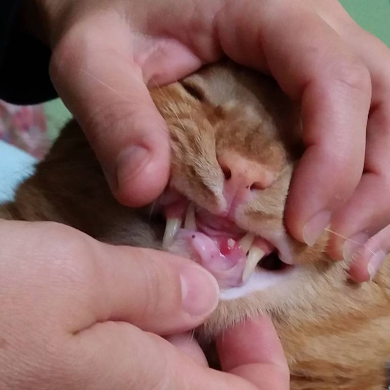 У кота болят и гниют зубы - 20180627_104758.jpg