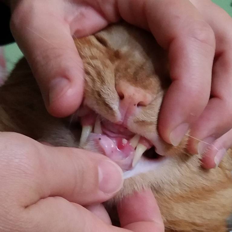 У кота болят и гниют зубы - 20180627_104756.jpg