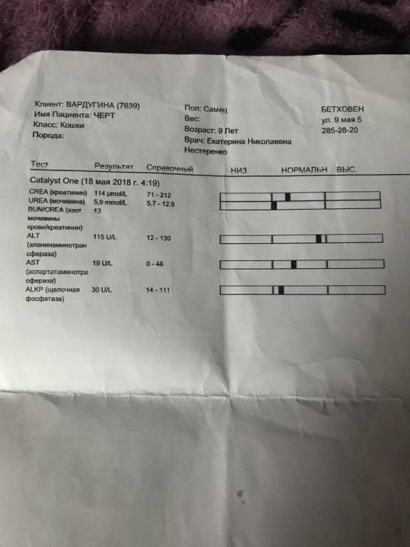 Сахарный диабет у кота - D4400D56-47A7-4FCA-BB0B-277F13672E4A.jpeg