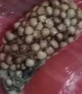 Выходят шарики на подобие камишков - IMG_20190308_160224.jpg