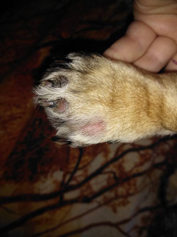 Мопс линяет и перхоть - IMG_20190423_112846.jpg