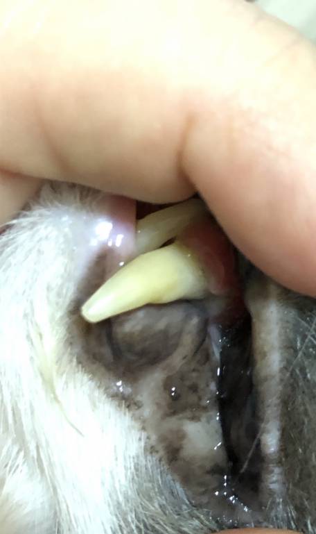 Гингивит у возрастного кота - BB6278CE-BFCC-43EF-B6AC-305DCBA2AC8B.jpeg