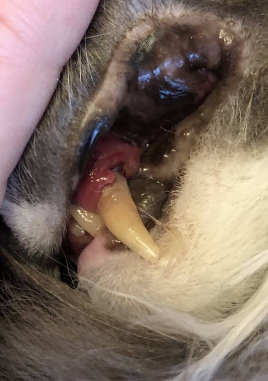 Гингивит у возрастного кота - FDA854AE-9E5B-43F4-86B0-3AA947D256BC.jpeg