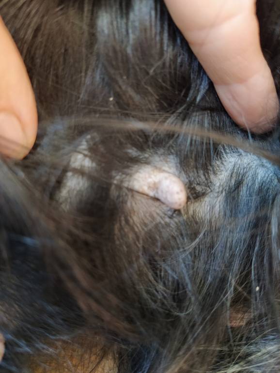 Зуд у собаки - IMG_20200714_180040.jpg