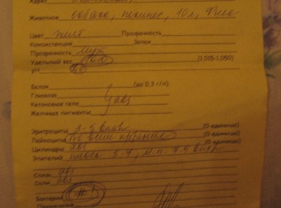 МКБ у пекинеса - 3.JPG