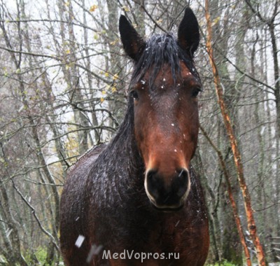 Хронический кашель у лошади - 3.JPG