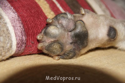Межпальцевый дерматит у мопса - DSC07486.JPG
