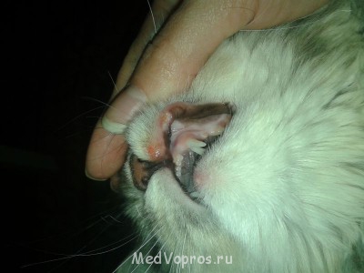 У кошки опухла губа - 20140415_173238[1].jpg