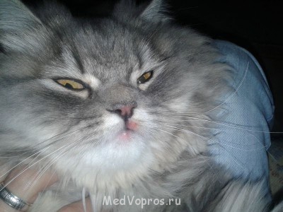 У кошки опухла губа - 20140415_173220[1].jpg