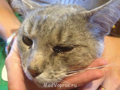 Так выглядел глаз до удаления нагноений