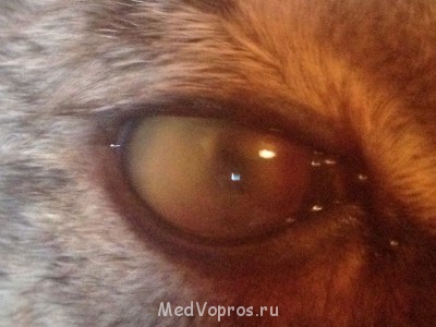 Кот обессилел - image.jpg