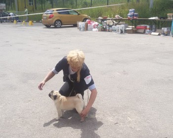 мопс не держит хвост - 1Xio6HFC6vw.jpg