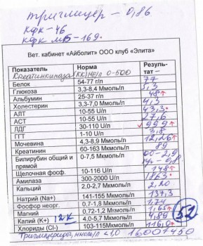 Проблема у франзузского бульдожки-зуд и облысение - анализы французика-Блэк 002.jpg