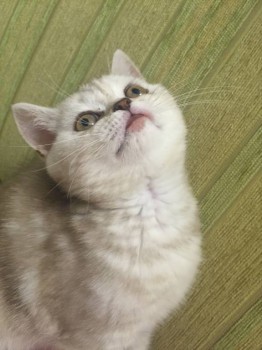 Подозрение на гранулему - image.jpeg