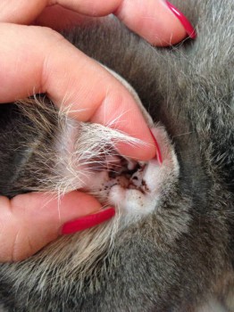 Левое, оно больше болит и в нем увидели воспаление