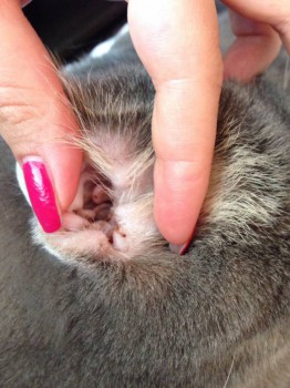 Правое ухо - выделений значительно меньше