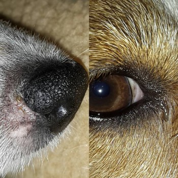 Много симптомов у Джек Рассела. - IMG_20160720_141428.jpg