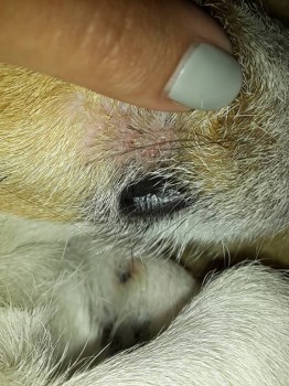 Много симптомов у Джек Рассела. - CYMERA_20160720_140539.jpg